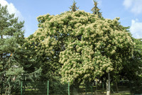 <p>Name und Herkunft der Duftesche scheinen ziemlich widersprüchlich, denn sie stammt nämlich aus der Gattung der Stinkeschen, obwohl von Gestank nicht…</p>