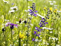 Stolpersteine auf dem Weg zu einer Wildblumenwiese <p>Wildblumenwiesen: Was steckt hinter diesen extensiv gepflegten Flächen? Wie sind sie zu pflegen? Was führt oftmals zum Scheitern? Hier ein kleiner…</p>