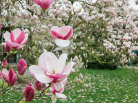 <p>Die International Magnolia Society bietet eine aktuelle Checkliste für Magnoliensorten auf der Website der Internationalen Magnolien-Gesellschaft zum…</p>