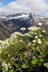 <p>Die alpine Flora der stark vergletscherten Alpen auf der Südinsel Neuseelands ist mit rund 700 Arten für eine abgelegene Insel bemerkenswert…</p>