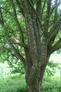 <p>Sie ist noch recht unbekannt, könnte aber zu einem wertvollen Verbündeten im Kampf gegen den Klimawandel werden. Als Steppengehölz aus Ostasien…</p>