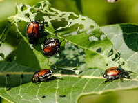 <p>Vitale und widerstandsfähige Pflanzen trotzen Schädlingen oder Pilzkrankheiten und punkten mit einem gut verzweigten Wurzelwerk, einem kräftigen…</p>