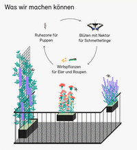 <p>Unter diesem Titel hat das Bundesamt für Umwelt (Bafu) gestern ein neues Dossier aufgeschaltet. Es zeigt, dass&nbsp;der Artenreichtum der Tagfalter in der…</p>