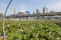 Was wir essen – Vancouver’s Nahrungsmittelstrategie <p>Nahrungsmittelstrategien sind im Trend. Sie koordinieren urbane Landwirtschaftsprojekte und ermöglichen Innovation. Auch die Stadt Vancouver ist…</p>