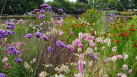 <p>Der Bund deutscher Staudengärtner hat Sanguisorba zur Staude des Jahres 2027 gewählt. Die Gattung der Wiesenknöpfe überzeugt mit grosser…</p>