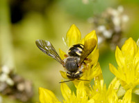 <p>Knapp 600 Wildbienenarten leben in der Schweiz, davon rund die Hälfte auch im Siedlungsraum. Mit Ausnahme der Hummeln und einiger Furchenbienen-Arten,…</p>