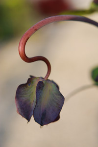 <p>Es ist Dezember und die Natur ruht. Wenige Wochen zuvor standen bei Gartenprojekten die diesjährig letzten Pflanzungen von Bäumen, Heckengehölzen und…</p>