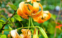 Lilium henryi überzeugt