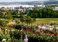 <p>Die einen frönen der Leidenschaft für Rosen, andere für Iris und wieder andere für Pfingstrosen, wie Walter Good. In seinem Päoniengarten gedeihen…</p>