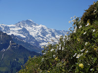 <p>Im Alpengarten Schynige Platte ist Bergfrühling – mit viel Schnee, vielen Blumen und viel Arbeit für das Gartenteam und seine freiwilligen Helfer.</p>