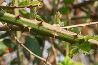 <p>Gartenpflanzen mit Stacheln und Dornen führen im Sortiment ein eher bescheidenes Dasein. Sie zählen nicht unbedingt zu den Lieblingen – und das wird…</p>