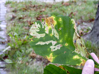 <p>Seit Jahren schädigt die aus Südosteuropa eingeschleppte Rosskastanien­miniermotte die hiesigen Rosskastanienbestände. Die Syngenta Agro AG lud am…</p>