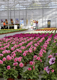 <p>Die Zeit der Sortenschauen naht. Insgesamt 37 Züchtungs- und Jungpflanzenunternehmen in den Niederlanden und in Deutschland beteiligen sich an den…</p>