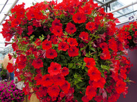 <p>Die Teilnehmer- und Besucherzahlen der FlowerTrials sind erneut gestiegen. In diesem Jahr präsentierten 62 Aussteller an 28 Standorten ihre…</p>