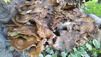 Pilz gegen Pilzbefall <p>Wenn wertvolle alte Parkbäume von Pilzen befallen werden, ist guter Rat teuer. Ein Spin-off der eidgenössischen Materialprüfungs- und…</p>