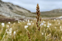 <p>Die Swiss Systematics Society hat Calamagrostis lonana zur Art des Jahres 2024 gewählt. Die zuvor unbekannte Grasart wurde im Val d’Anniviers (VS)…</p>