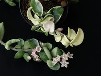 <p>Zu Grossmutters Zeiten ­waren Wachsblumen sehr populäre Zimmerpflanzen. Damals kannte und kultivierte man am Fenster aber nur zwei Arten. Diese sind…</p>