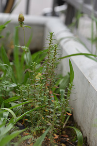 <p>Im frühen Herbst finden wir sie besonders leicht: die Gänsefüsse. Nicht weil sie zu irgendeiner Jahreszeit auffällig wären, sondern weil die meisten…</p>