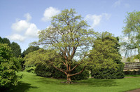 <p>Beim Zimtahorn ist der Name Programm: Junge Äste sind rötlich gefärbt und behaart, aber mit dem Älterwerden erhalten sie die ungewöhnliche,…</p>