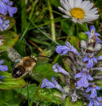 <p>Die Vereinten Nationen haben den 20. Mai zum Weltbienentag ernannt. Ziel ist, die Bedeutung ihrer Bestäubungsleistung ebenso wie ihre Gefährdung…</p>