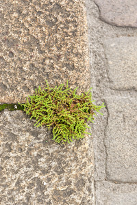 <p>Was in den Pflasterritzen zwischen Kopfsteinpflastern, auf Plätzen, in Gassen und an Bordsteinen der Strassenränder wächst, erntet im Alltag kaum…</p>