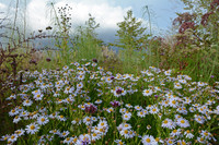<p>Mit ihren zahlreichen sternförmigen Blüten bringt die pflegeleichte Schönaster ab dem Hochsommer wochenlang Farbe in den Garten. Sie ist nicht nur ein…</p>