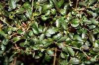 <p>Ob Insekt, Pilz oder Bakterium, das Schädlings­spektrum an der beliebten Heckenpflanze ist breit. Doch nicht immer sind Massnahmen nötig.</p>