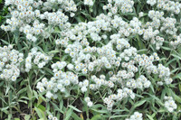 <p>Silbrig-grüne, lanzettenförmige Blätter, die filzig-flauschig behaart sind, und die weisslichen Blüten in Körbchenform mit gelber Mitte, die von Juli…</p>