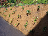 <p>Erosionsrillen und Boden-</p><p>abtrag können die Folgen von freiliegenden Böschungen sein. Wo in der freien Landschaft oft ingenieurbiolo­gische…</p>