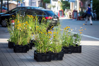 Romanshorn: Blumeninseln blühen auch 2021 wieder <p>Wie die Stadt Romanshorn vor kurzem mitteilte, sollen auch  2021  in der Allee- und Bahnhofstrasse sowie auf dem Sternenplatz wieder Blumen und Gräser…</p>