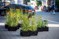 <p>Wie die Stadt Romanshorn vor kurzem mitteilte, sollen auch&nbsp;&nbsp;2021 &nbsp;in der Allee- und Bahnhofstrasse sowie auf dem Sternenplatz wieder Blumen und Gräser…</p>