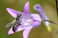 <p>Der grosse&nbsp;Nutzen von züchterisch bearbeiteten Zierpflanzen für Insekten ist jetzt durch Studien belegt worden. Vera Joedecke von der Lehr- und…</p>