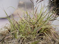 <p>Im Jahre 1982 fand im traditionsreichen Boskooper Baumschulgebiet die erste niederländische Baumschulfachmesse unter dem Namen «Plantarium» statt. Nur…</p>