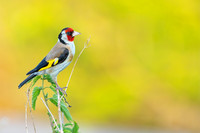 <p>Vögel sind nicht nur faszinierende Tiere, sondern auch gut für unser Wohlbefinden. Wissenschaftliche Studien zeigen, dass das Beobachten von Vögeln…</p>