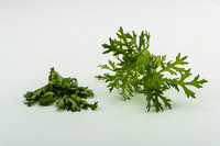 <p>OptiCept ist eine technologische Innovation aus Schweden. Das von der Firma OptiFreeze entwickelte Verfahren ermöglicht es, die Haltbarkeit von…</p>