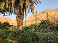 <p>Rau, zerklüftet und staubtrocken ist die israelische Wüste Judäa. Niemand würde inmitten dieser kargen Gegend einen prächtigen botanischen Garten…</p>