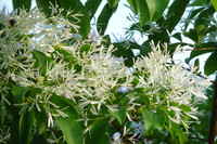 <p>Schneeflocken im Juni! Der deutsche Name suggeriert das Unmögliche, zumindest für das schweizerische Mittelland. Wenn man aber diesen besonderen…</p>