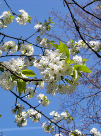 <p>Ein Forschungsteam unter Leitung der Eidg. Forschungsanstalt für Wald, Schnee und Landschaft (WSL) stellt laut Medienmitteilung der WSL in Nature…</p>