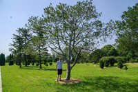<p>Die Hauptattraktion der Bunges-Kiefer ist ihr auffallendes Rindenbild. Im Alter nehmen die buntscheckigen Stämme eine nahezu silberweisse Färbung an.…</p>