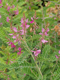 <p>Gehölze, die bei uns im Spätsommer blühen, sind seltene Gäste im Hausgar-ten und deshalb besonders wertvoll. </p>