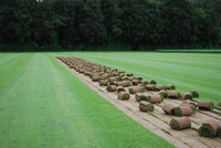 <p>So wie das Gehölz in der Baumschule vorgezogen wird, kommt der Rasen auf der Rolle aus der «Rasenschule» als vorgefertigtes Produkt in den…</p>