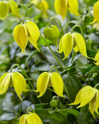 <p>An der Plantarium 2019 wurde <em>Clematis</em> ‘Little Lemons’ von J. van Zoest aus Boskoop (NL) zur besten Neuheit gekürt.</p>