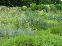 <p>Seit Mai 2013 entsteht schrittweise ein öffentlicher Gräsergarten auf dem Campus Grüental der ZHAW Zürcher Hochschule für Angewandte Wissenschaften in…</p>