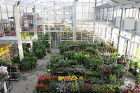 1 Voller Pflanzen und doch