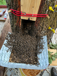 <p>Wer glaubt, dass Bienen nur in gezimmerten Bienenhäuschen ihre Waben pflegen, irrt. Seit drei Jahren fördert ein Projekt in Gempen bei Basel (SO) wild…</p>