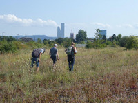 <p>Im Rahmen des Inventarprojekts «Flora beider Basel» nehmen ehrenamtliche Fachpersonen und Laien die Region botanisch unter die Lupe – und entdecken…</p>