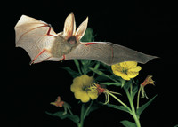 <p>Pro Natura hat das Braune Langohr (Plecotus auritus) zum Tier des Jahres 2012 gewählt. Der</p><p>Flugakrobat ist in der Schweiz gefährdet, wie fast alle der…</p>