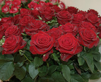 <p>Die IFTF (International Floriculture Trade Fair) im niederländischen Vijfhuizen richtet sich schwerpunktmässig an Produzenten von Schnittblumen aus…</p>