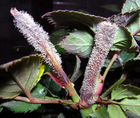 <p>Die Sommertagung Zierpflanzenbau an der Staatlichen Lehr- und Versuchsanstalt für Gartenbau (LVG) in Heidelberg präsentierte sich in diesem Jahr in…</p>