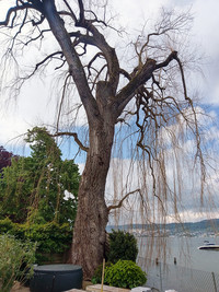 Ascomyceten-Befall an einer Trauerweide <p>Das wahrhaft traurige Bild einer abgestorbenen Weide präsen-tierte uns eine Gartenbaufirma letzten Herbst. Der Baumstandort am Seeufer war perfekt,…</p>